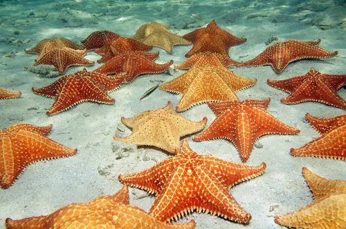Equinodermos - Estrela do Mar 