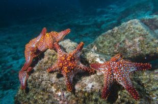 Equinodermos- Estrelas do Mar