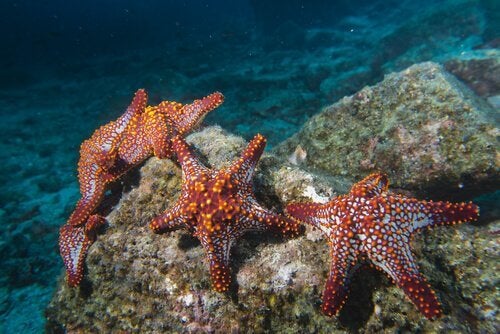 Equinodermos- Estrelas do Mar