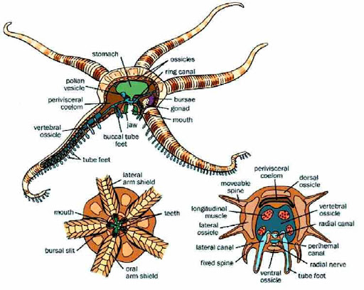 Equinodermos