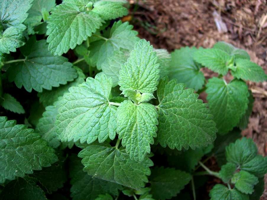 Erva Catnip
