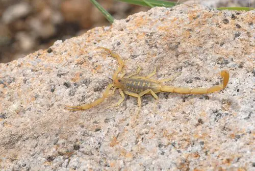 Escorpião da Casca do Arizona