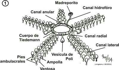 Esqueleto do Equinoderme