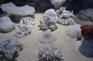 Esqueletos de um Corais