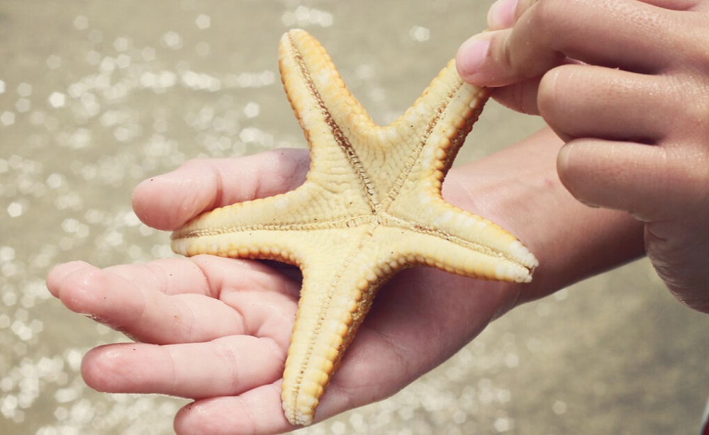 Estrela do Mar na Mão de uma Pessoa 