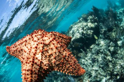 Estrela do Mar