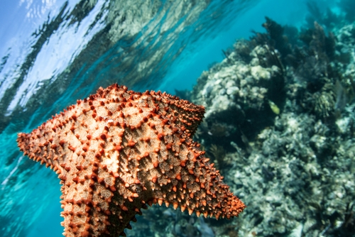 Estrela do Mar 