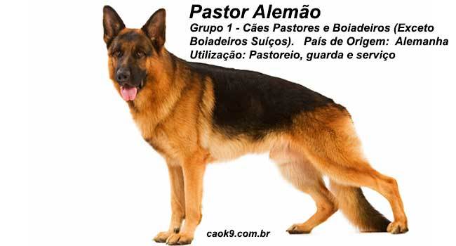 Ficha Técnica do Pastor Alemão