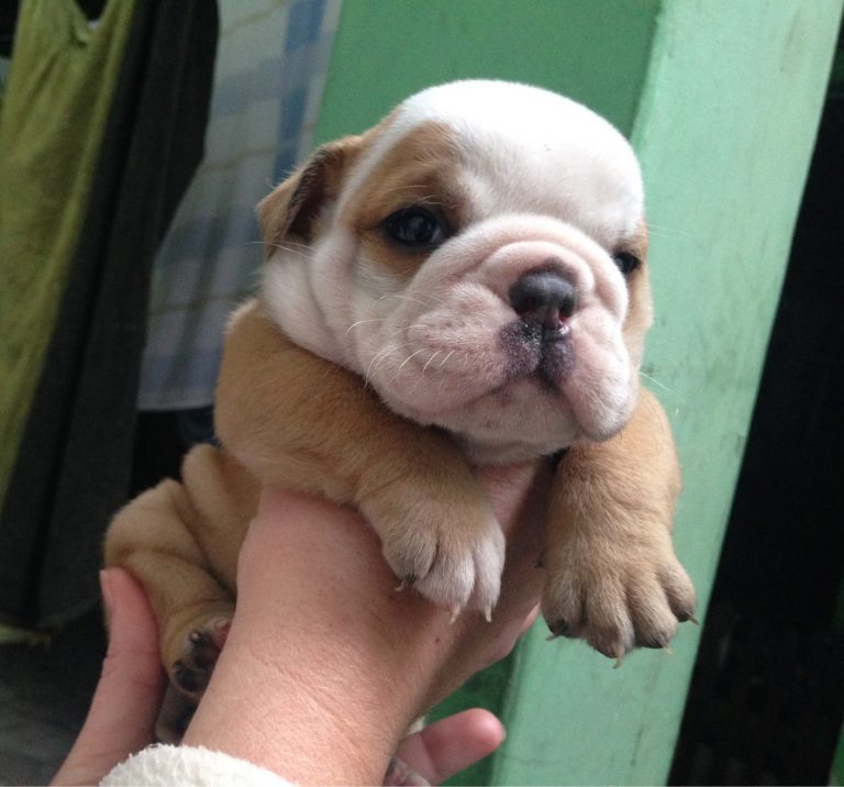 Filhote de Buldogue