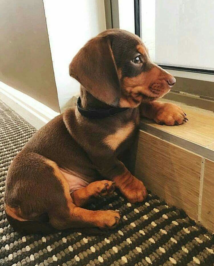 Filhote de Dachshund