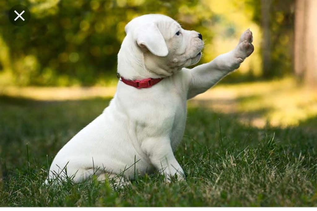 Filhote de Dogo Argentino, Dando a Patinha