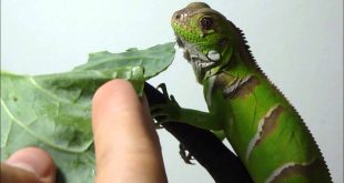 Filhote de Iguana Comendo