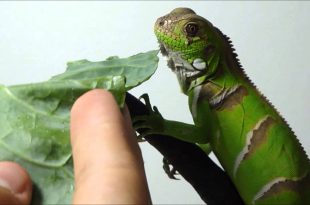 Filhote de Iguana Comendo