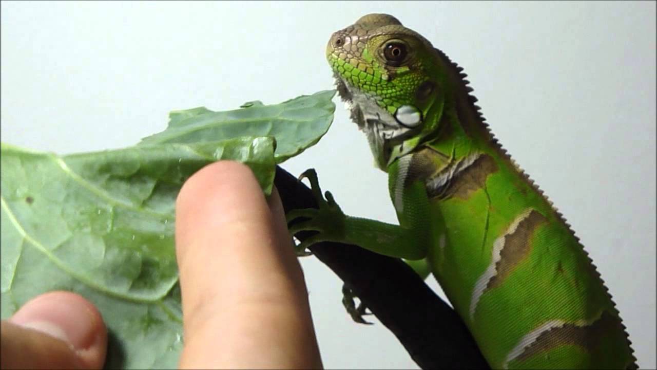 Filhote de Iguana Comendo 