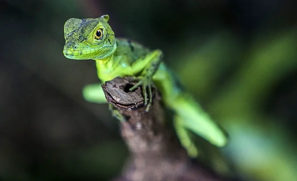 Filhote de Iguana no Galho Seco de uma Árvore