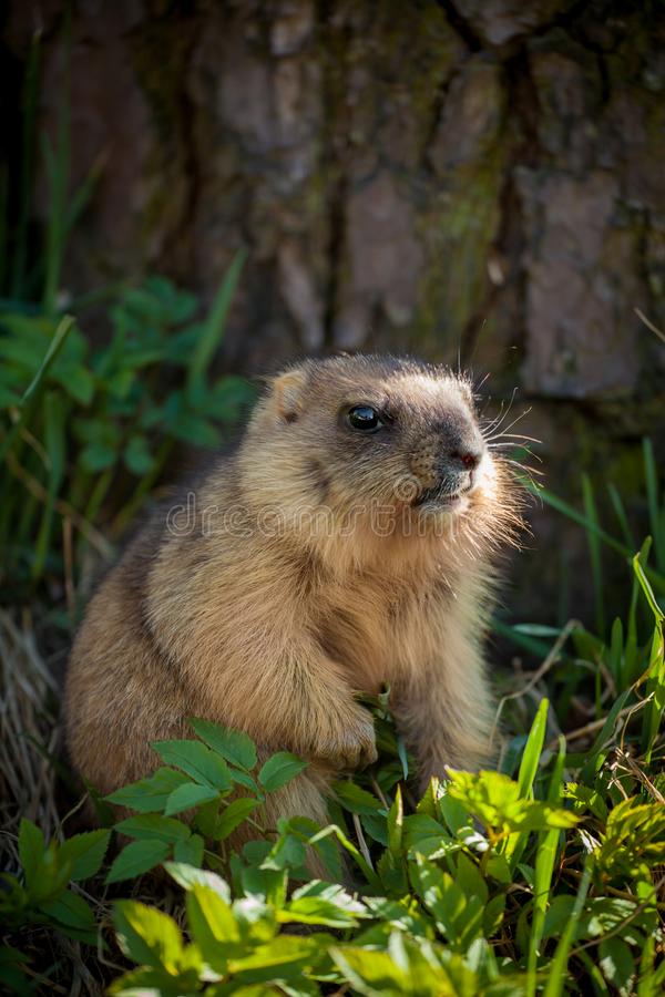 Filhote de Marmota Bobak