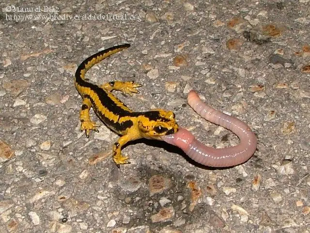 Filhote de Salamandra Comendo uma Minhoca 