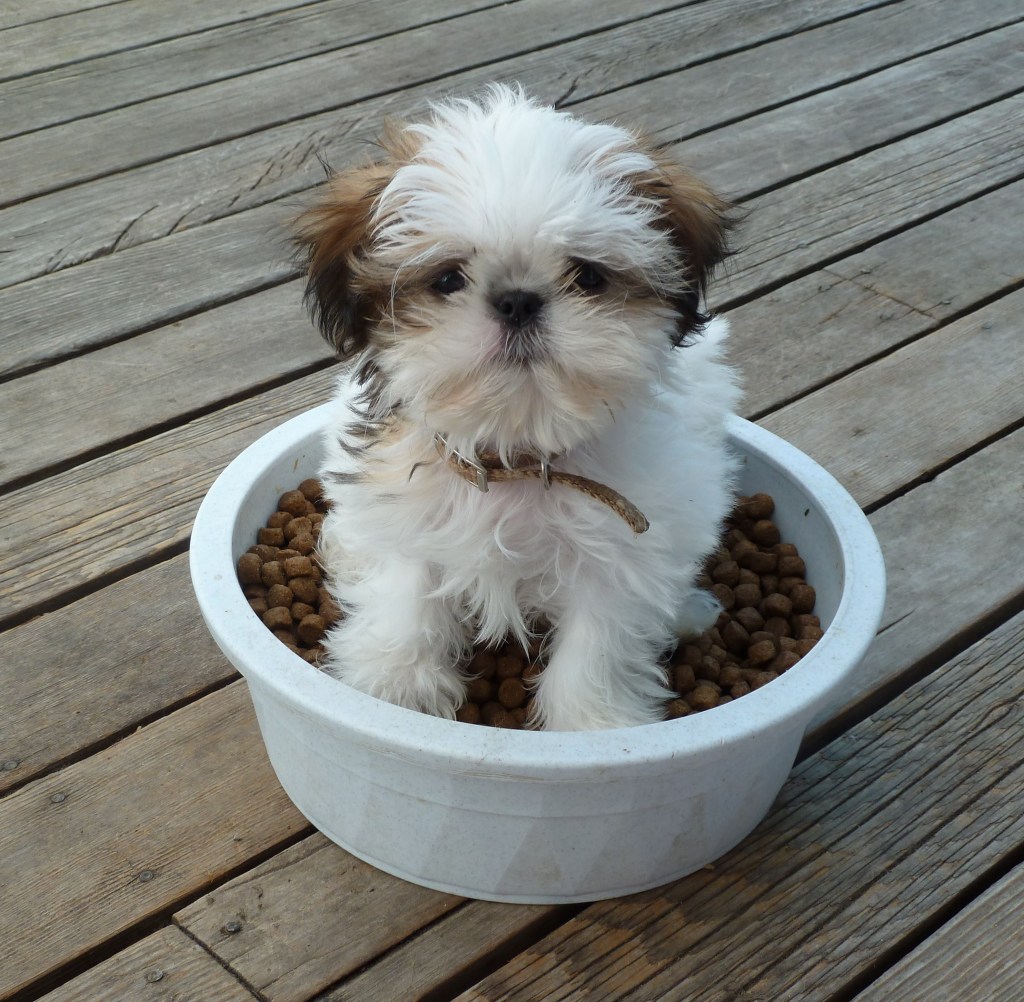 Filhote de Shih-Tzu Dentro do Pote de Ração
