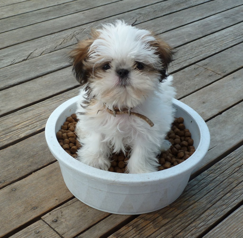 Filhote de Shih-Tzu Dentro do Pote de Ração 