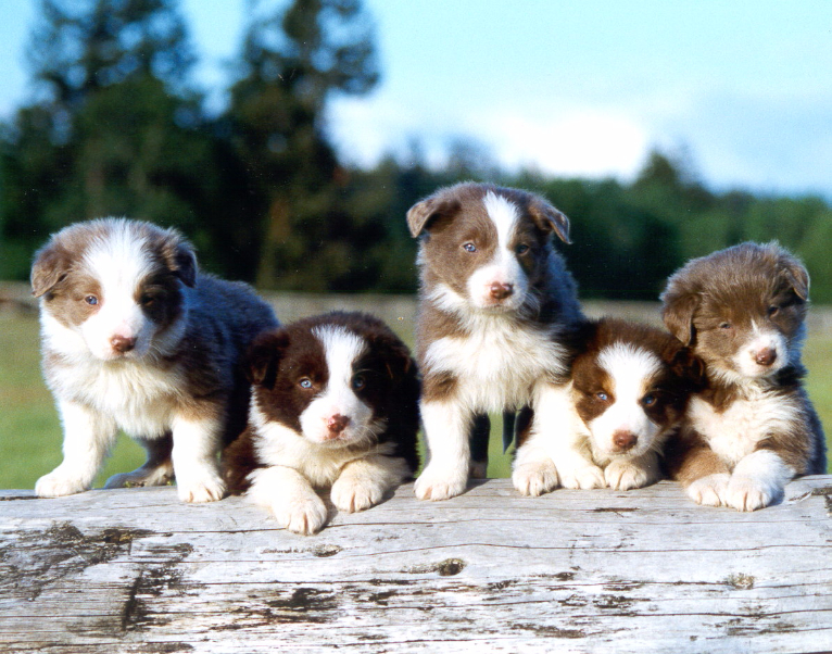 Filhotes de Border Collie