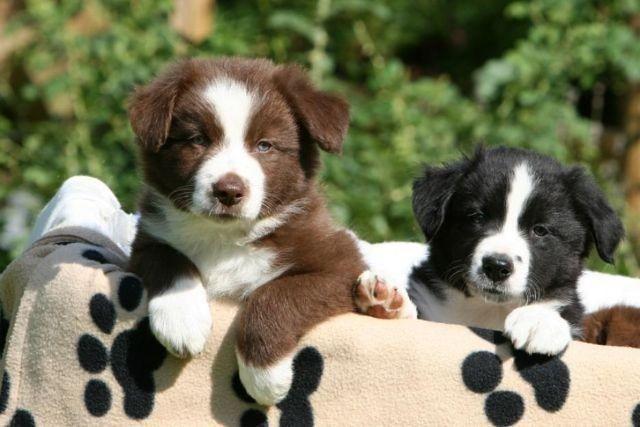 Filhotes de Border Collie