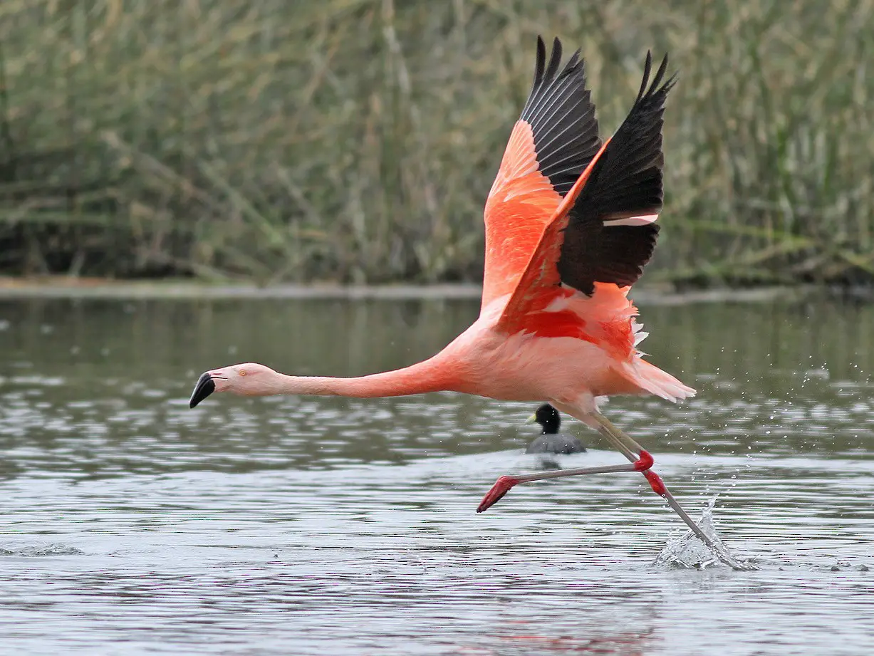 Flamingo-Chileno Sobre a Água Flamingo-Chileno Sobre a Água 