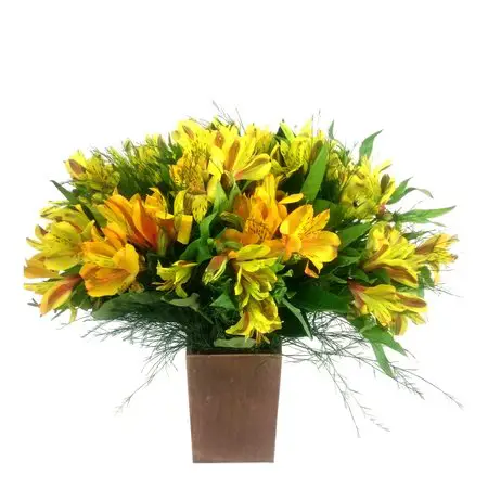 Flor Astromelia Amarela no Vaso 