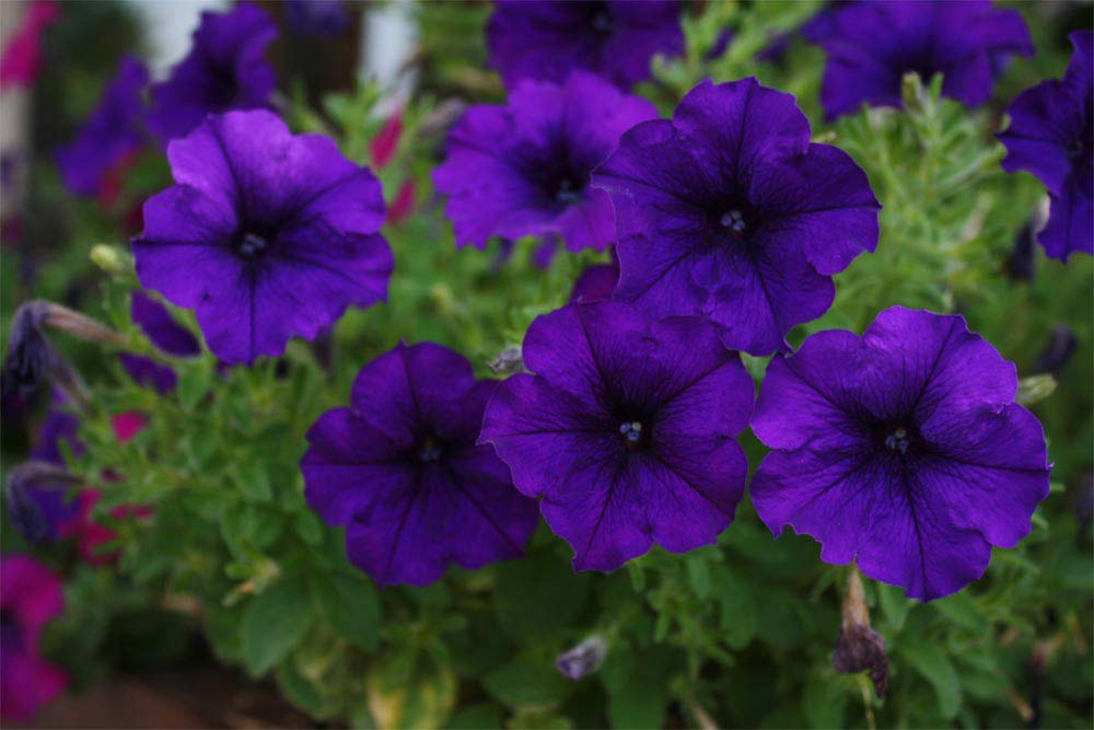 Tudo Sobre a Flor Flox: Características, Nome Científico e Fotos | Mundo  Ecologia