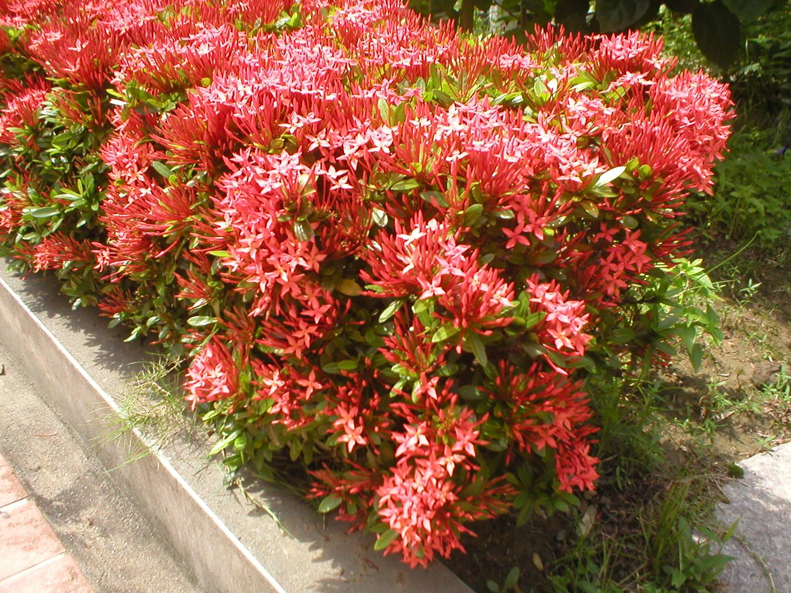 História da Flor Ixora: Significado, Origem da Planta e Fotos | Mundo  Ecologia