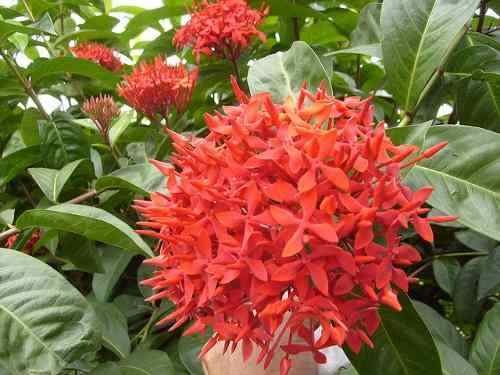 Tudo Sobre a Flor Ixora: Características e Nome Científico | Mundo Ecologia