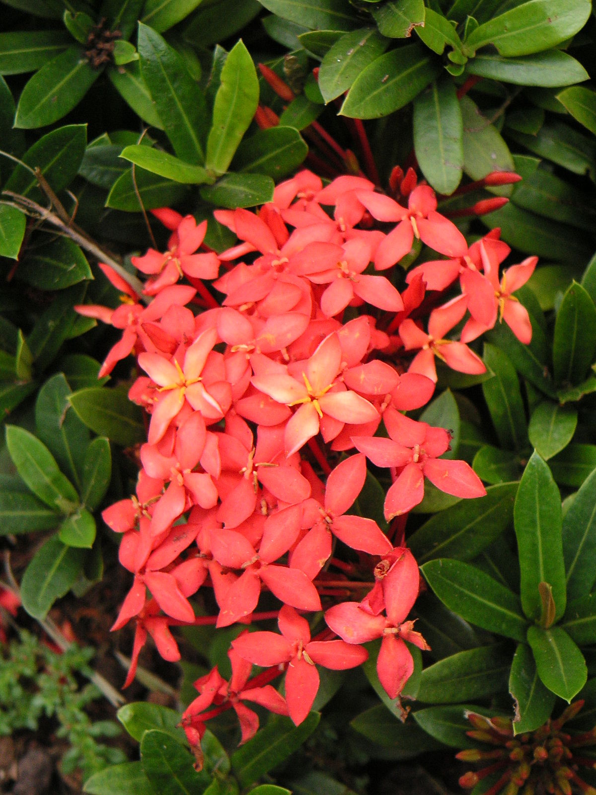 História da Flor Ixora: Significado, Origem da Planta e Fotos | Mundo  Ecologia