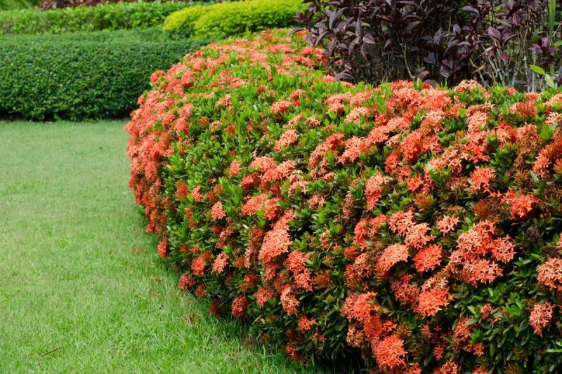 História da Flor Ixora: Significado, Origem da Planta e Fotos | Mundo  Ecologia