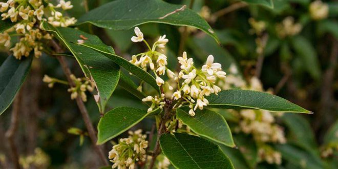Flor Jasmim do Imperador