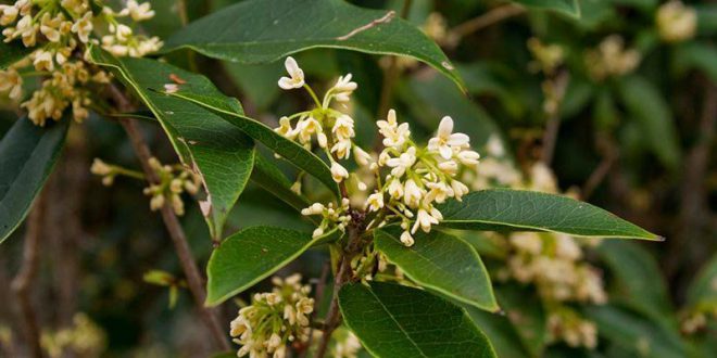 Flor Jasmim do Imperador 