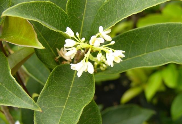 Flor Jasmim do Imperador Características