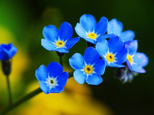 Como Cuidar da Flor Miosótis: Fazer Mudas e Podar