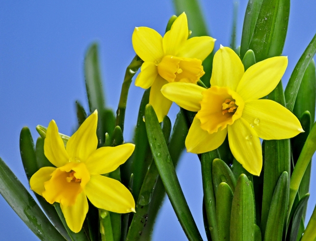 Flor Narciso Amarela
