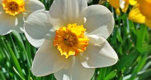 Flor Narciso Branca e Amarela