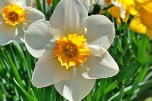 Flor Narciso Branca e Amarela