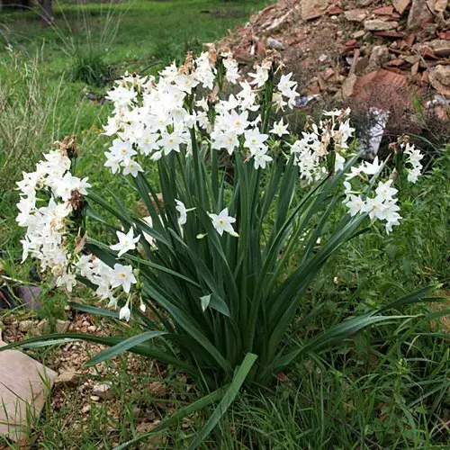 Flor Narciso no Jardim 