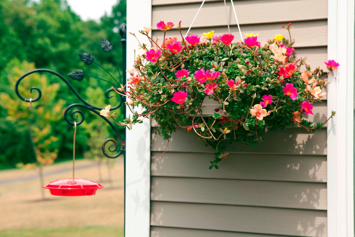 Como Plantar Flor Onze Horas em Vaso? Passo a Passo | Mundo Ecologia