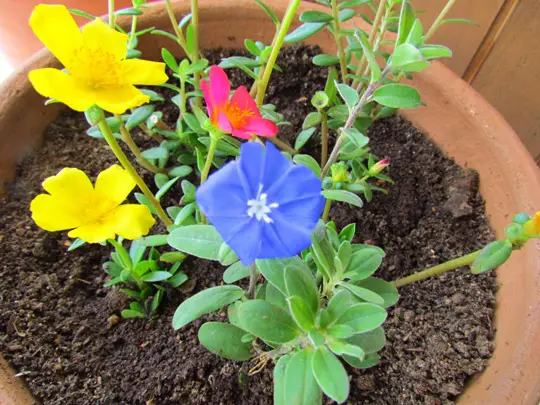 Como Plantar Flor Onze Horas em Vaso? Passo a Passo | Mundo Ecologia