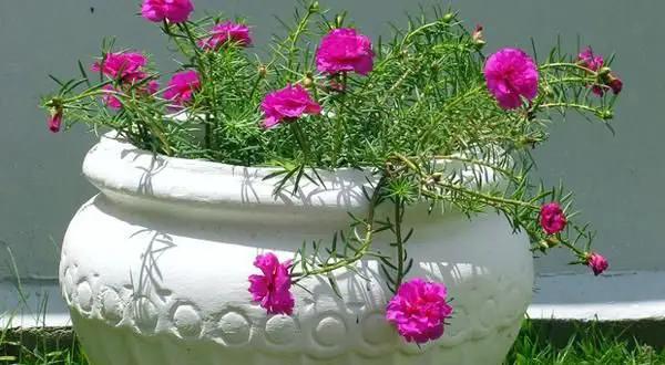 Como Plantar Flor Onze Horas em Vaso? Passo a Passo | Mundo Ecologia