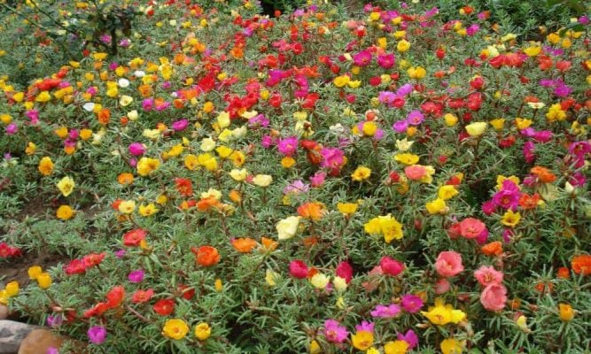 Flor Onze-Horas no Jardim 