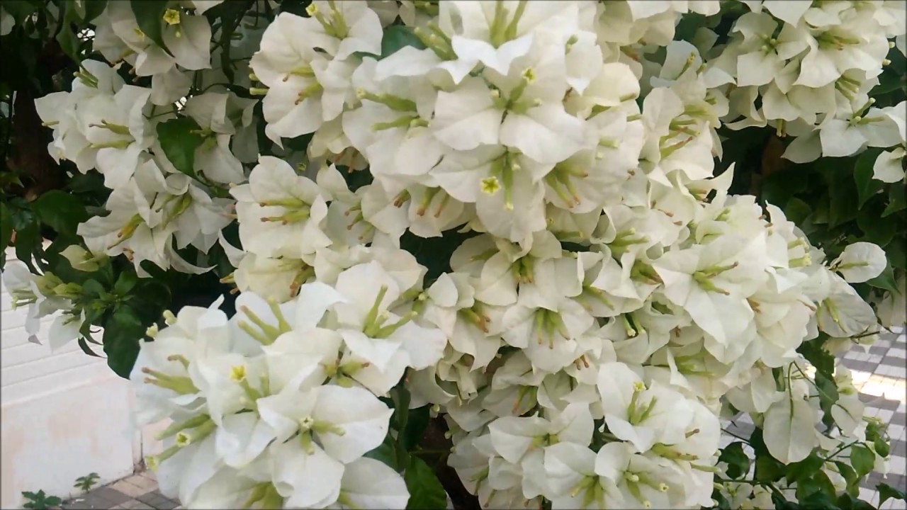 Flor Primavera Branca