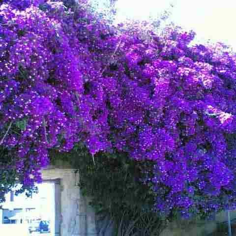 Flor Primavera Roxa