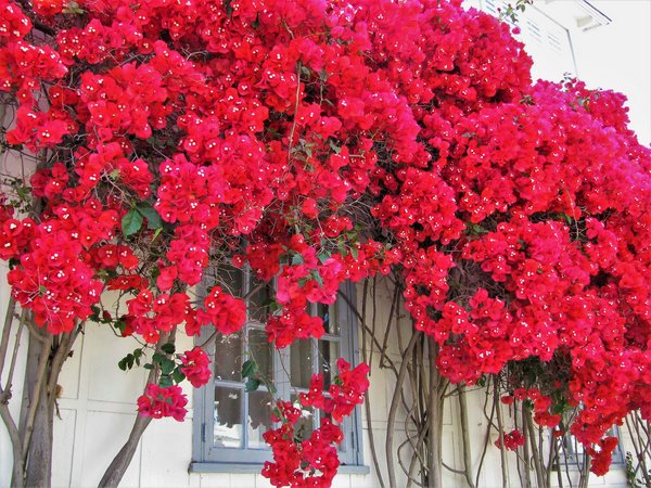 Flor Primavera Vermelha