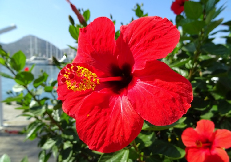 Flor do Hibisco