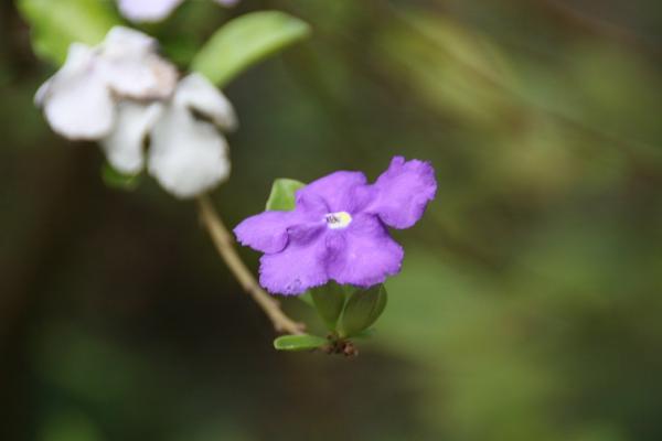 Flor do Manacá De Cheiro  