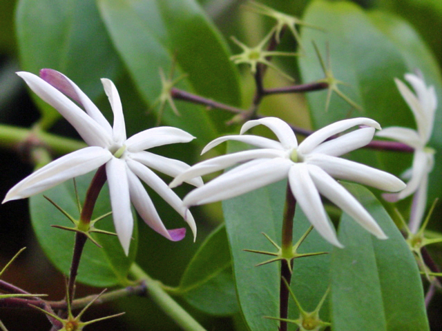 Flores Jasmim dos Açores 